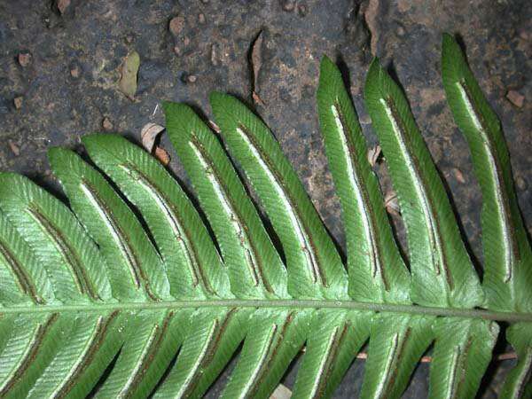 Image of palm fern