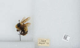 Image de Bombus balteatus Dahlbom 1832