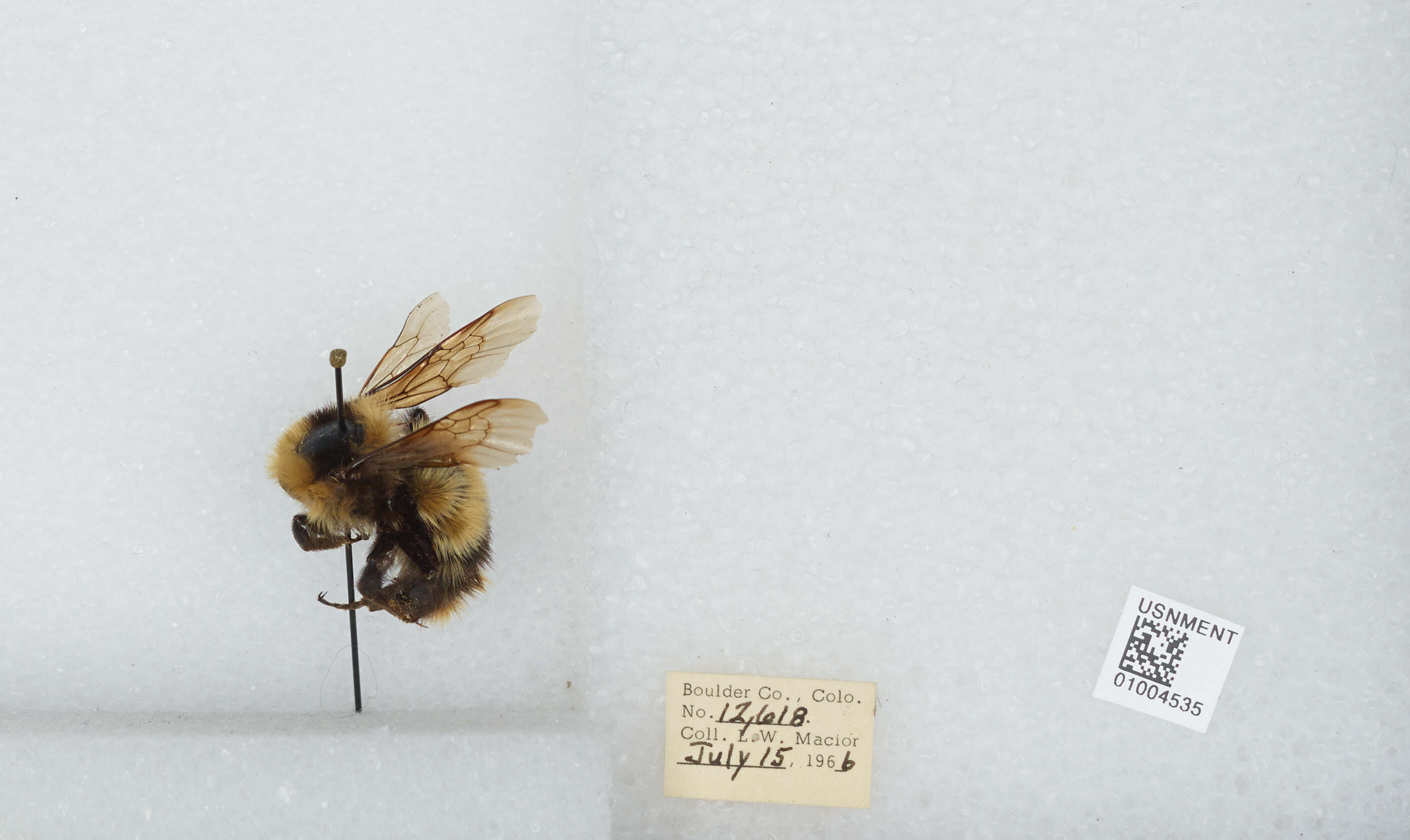 Image de Bombus balteatus Dahlbom 1832