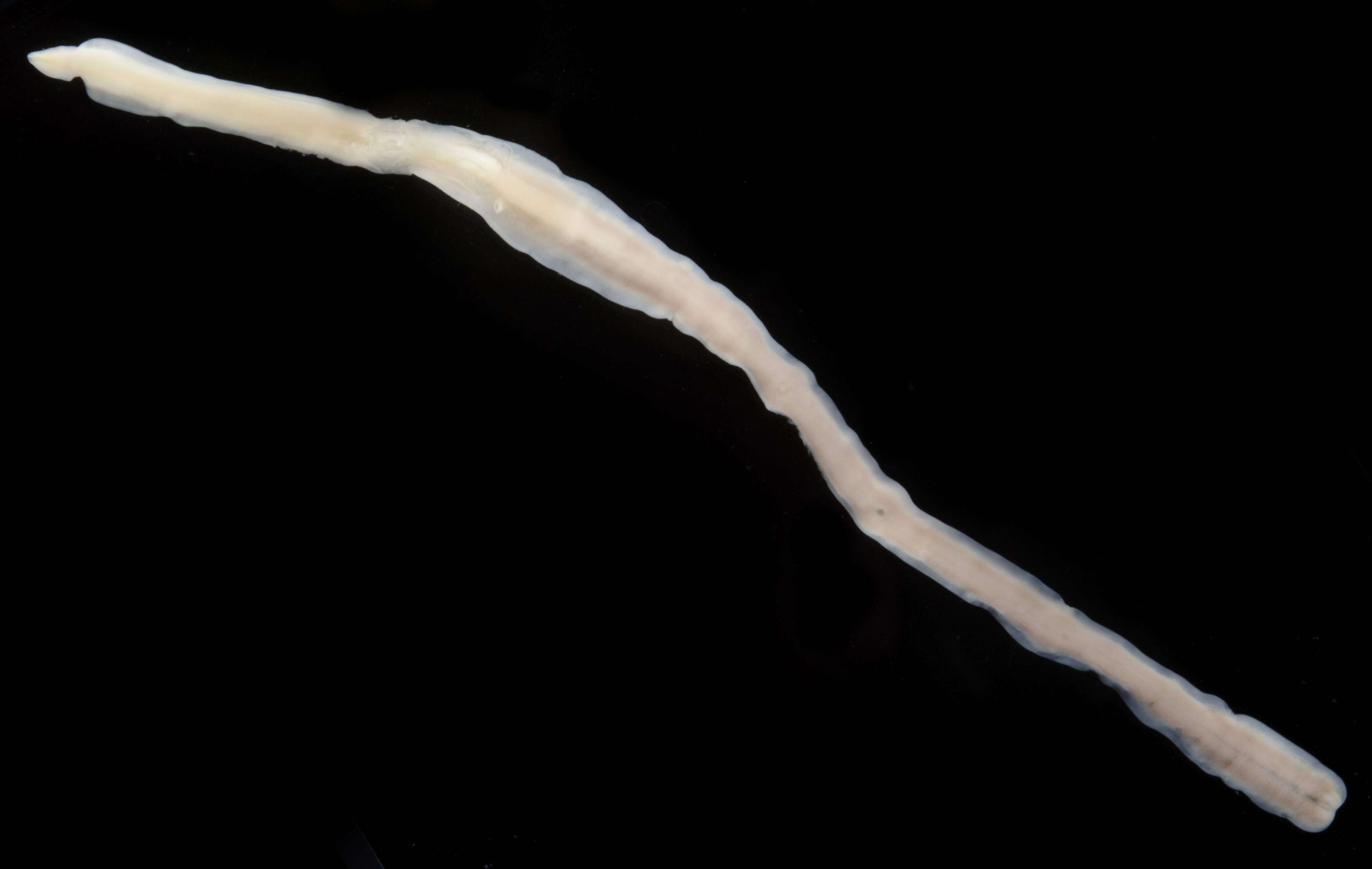 Image of Milky ribbon worm