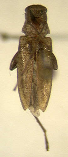 Image of Anisopodus dominicensis Villiers 1980