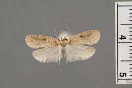 Image of <i>Agonopterix serrae</i> Clarke