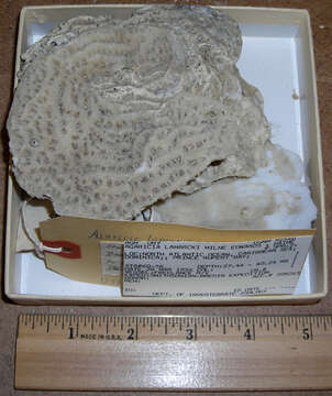 Image of Lamarck´s sheet coral