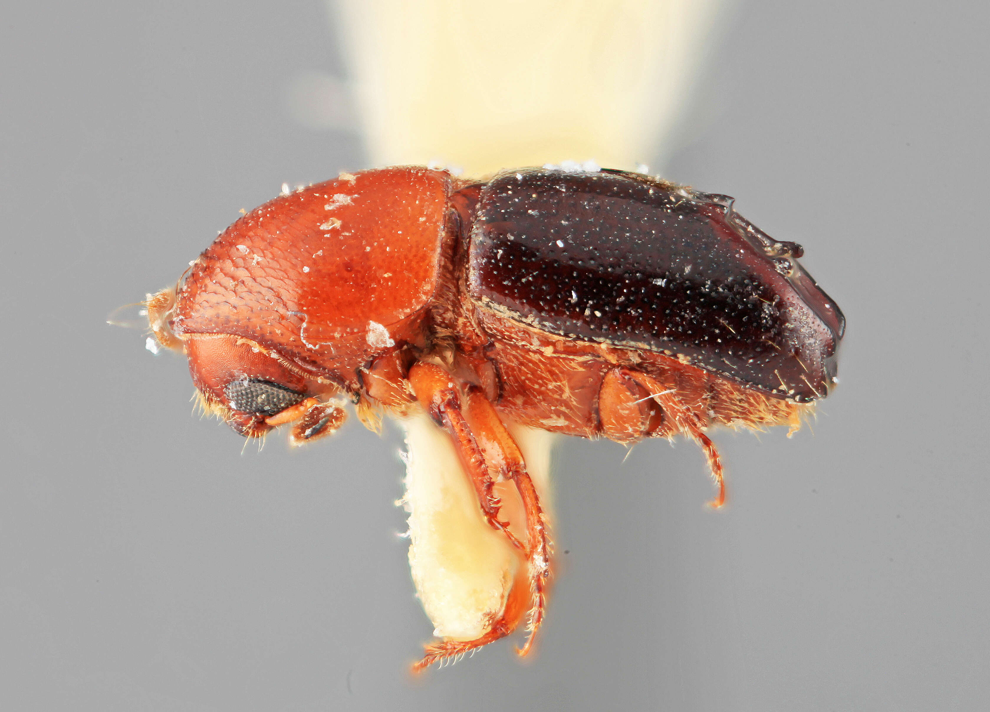 Image of Tricolus rufithorax Wood 1974