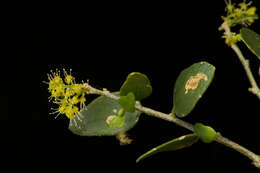 Image of Agonandra racemosa (DC.) Standl.