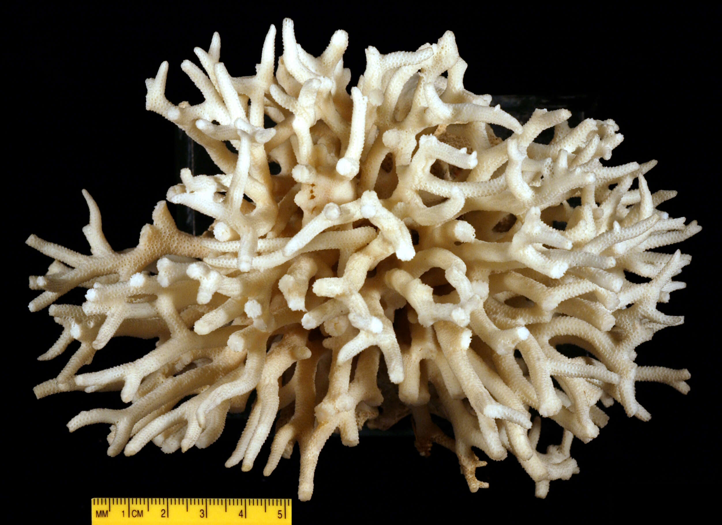 Image of Thin Birdsnest Coral