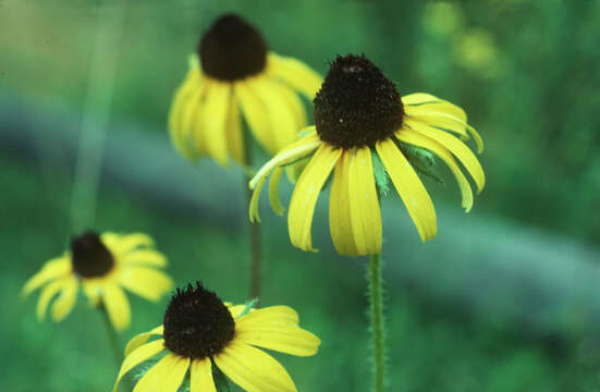 Image of blackeyed Susan