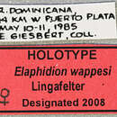 Image of Elaphidion wappesi Lingafelter 2008