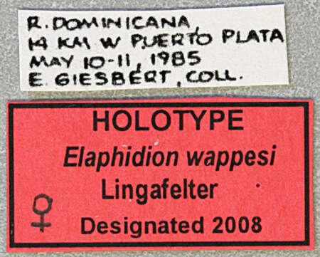 Image of Elaphidion wappesi Lingafelter 2008