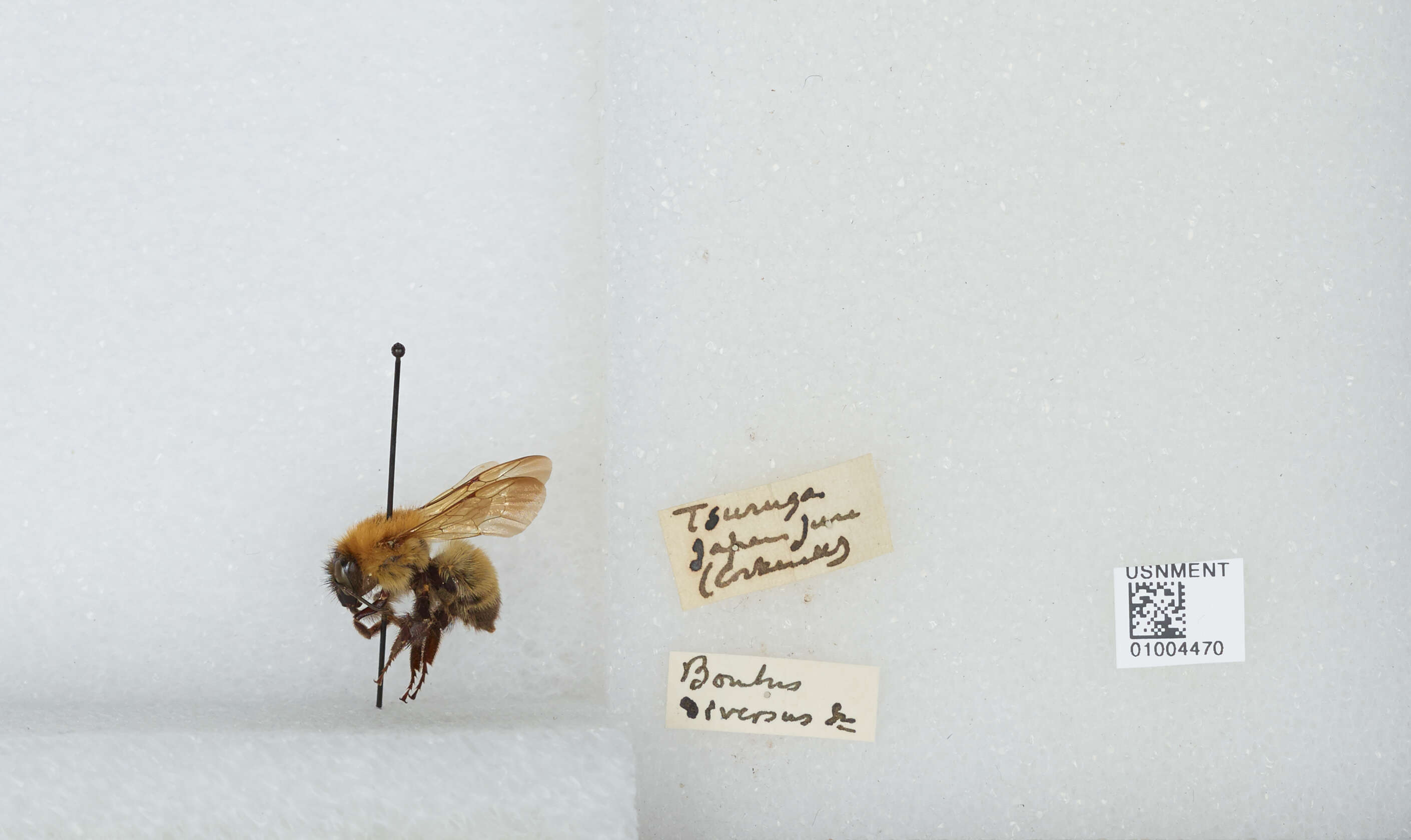 Imagem de Bombus diversus Smith 1869