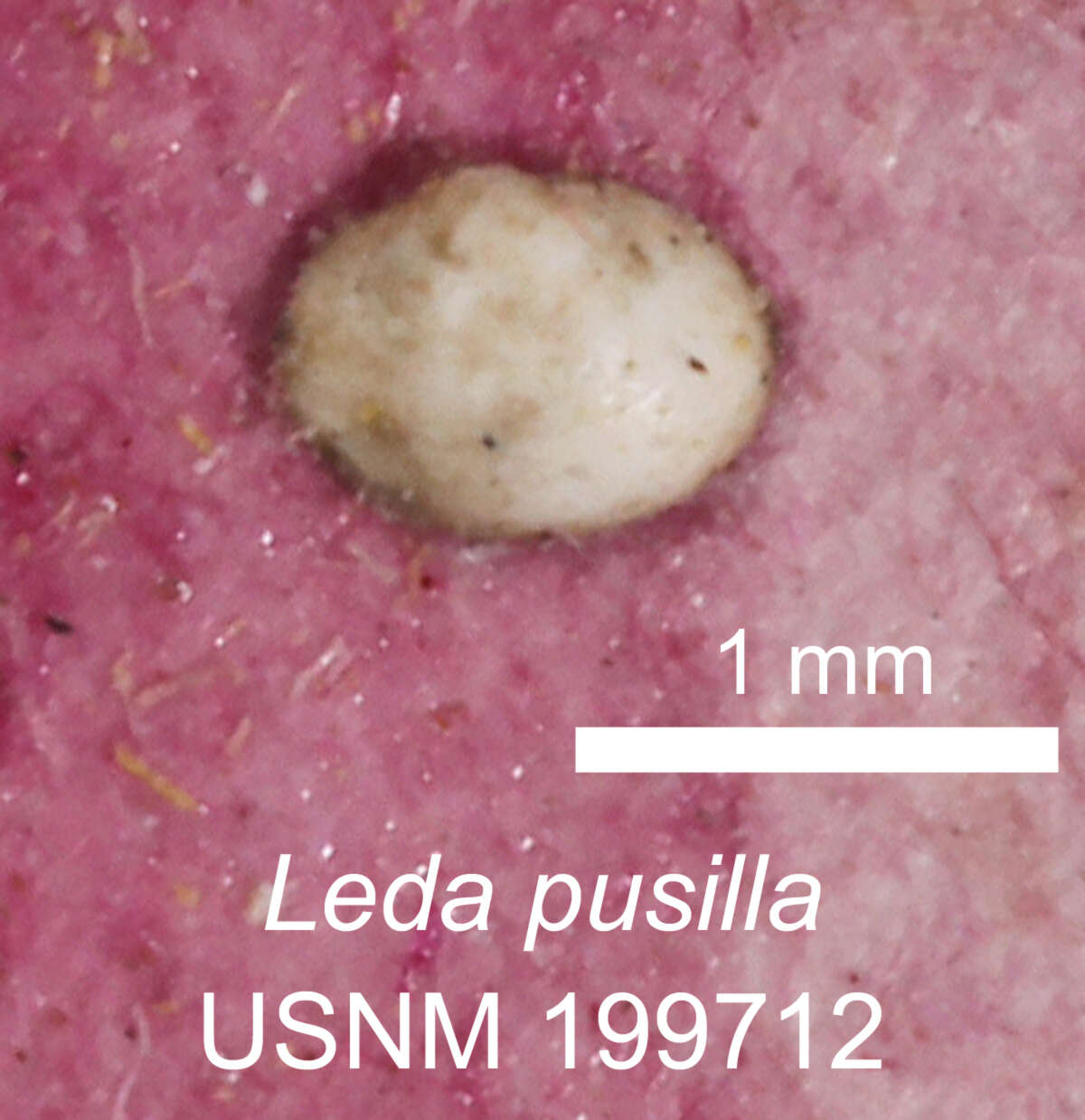 Image of Microgloma pusilla (Jeffreys 1879)