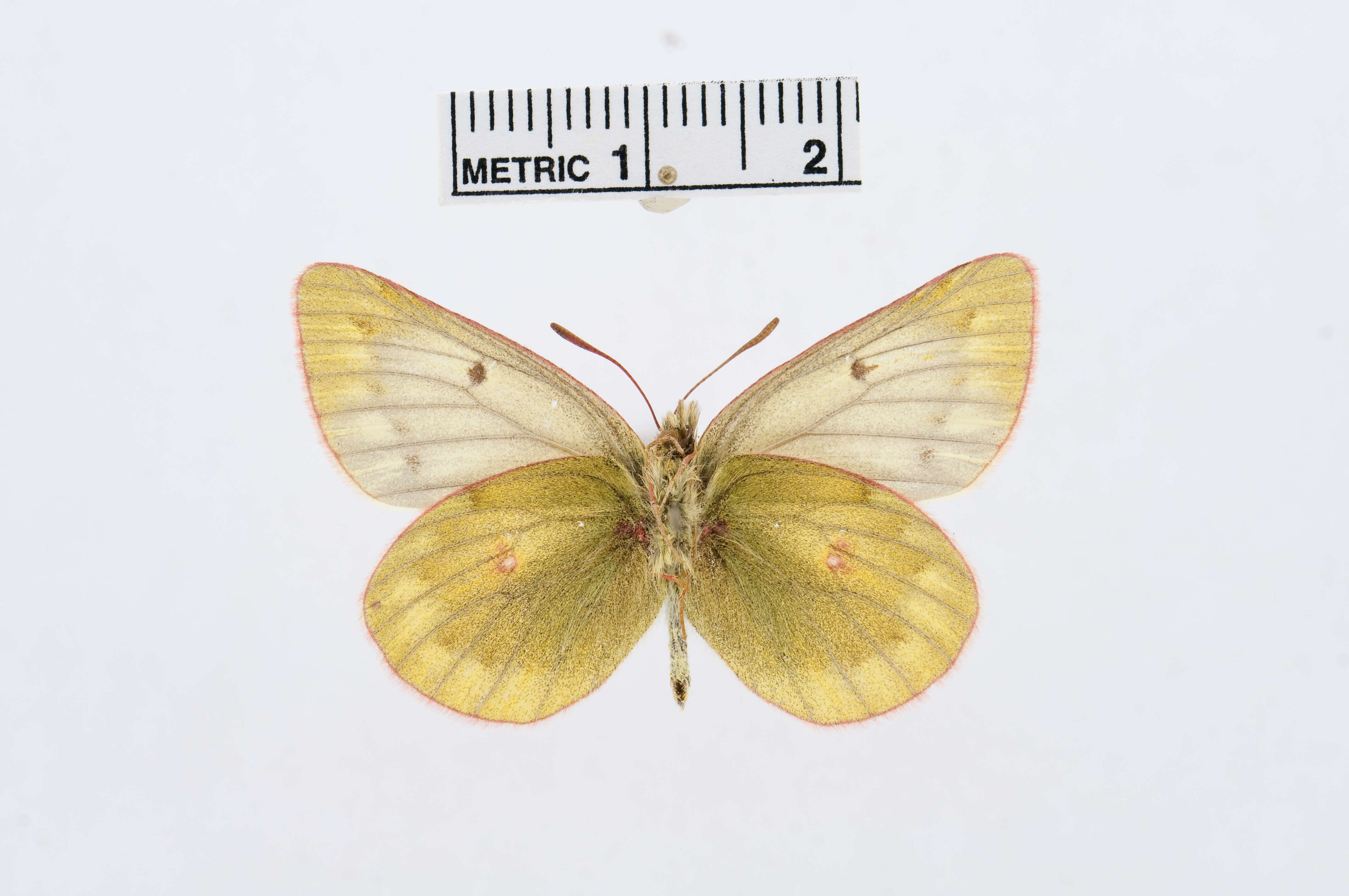 Image of Colias ladakensis Felder & Felder 1865