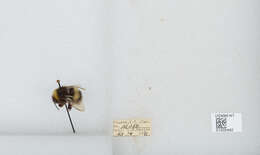 Image of White-tailed bumblebee