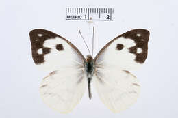 Image of Appias phoebe (Felder & Felder 1861)