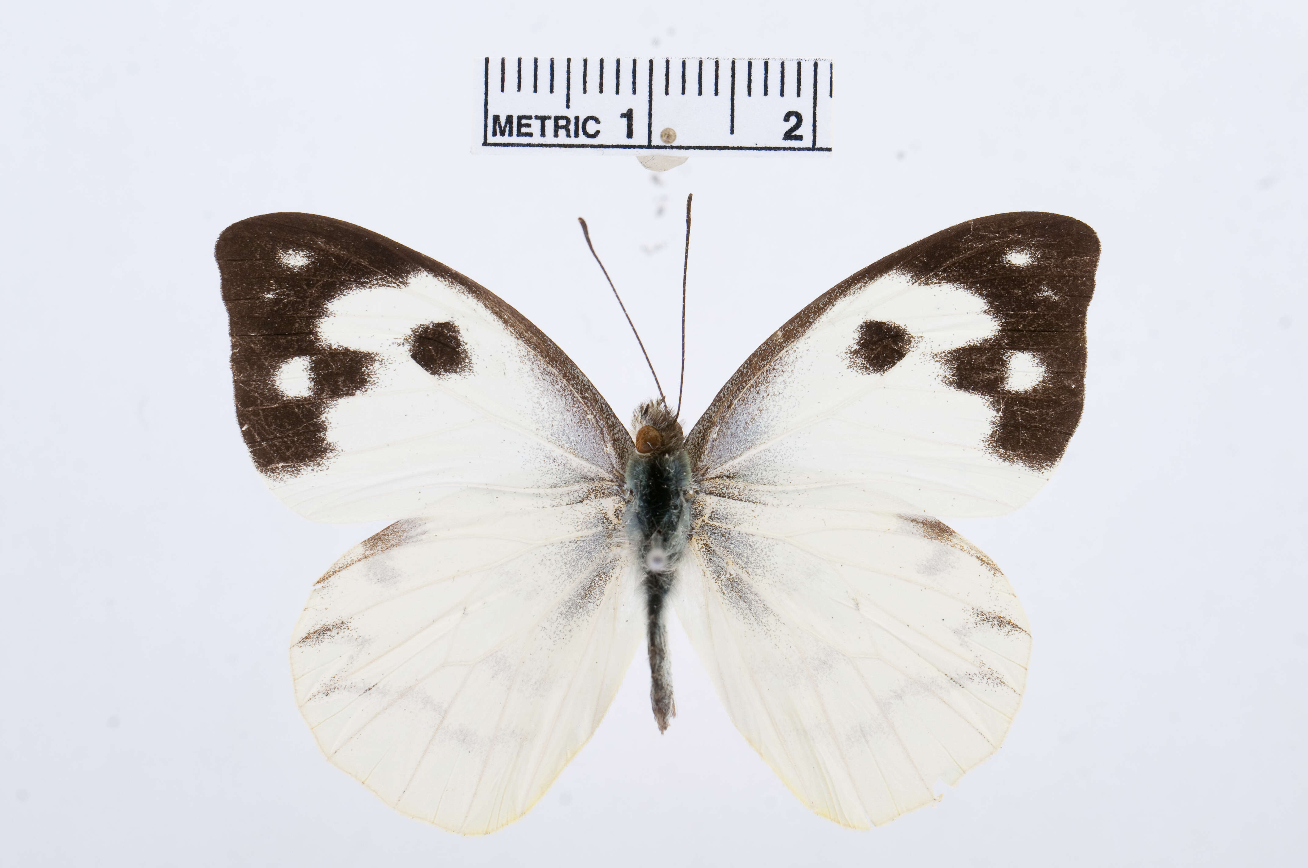 Image of Appias phoebe (Felder & Felder 1861)