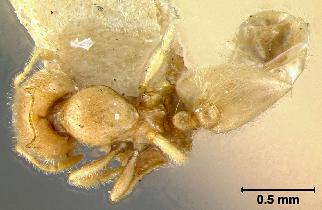 Imagem de Oligomyrmex capreolus Wheeler 1927