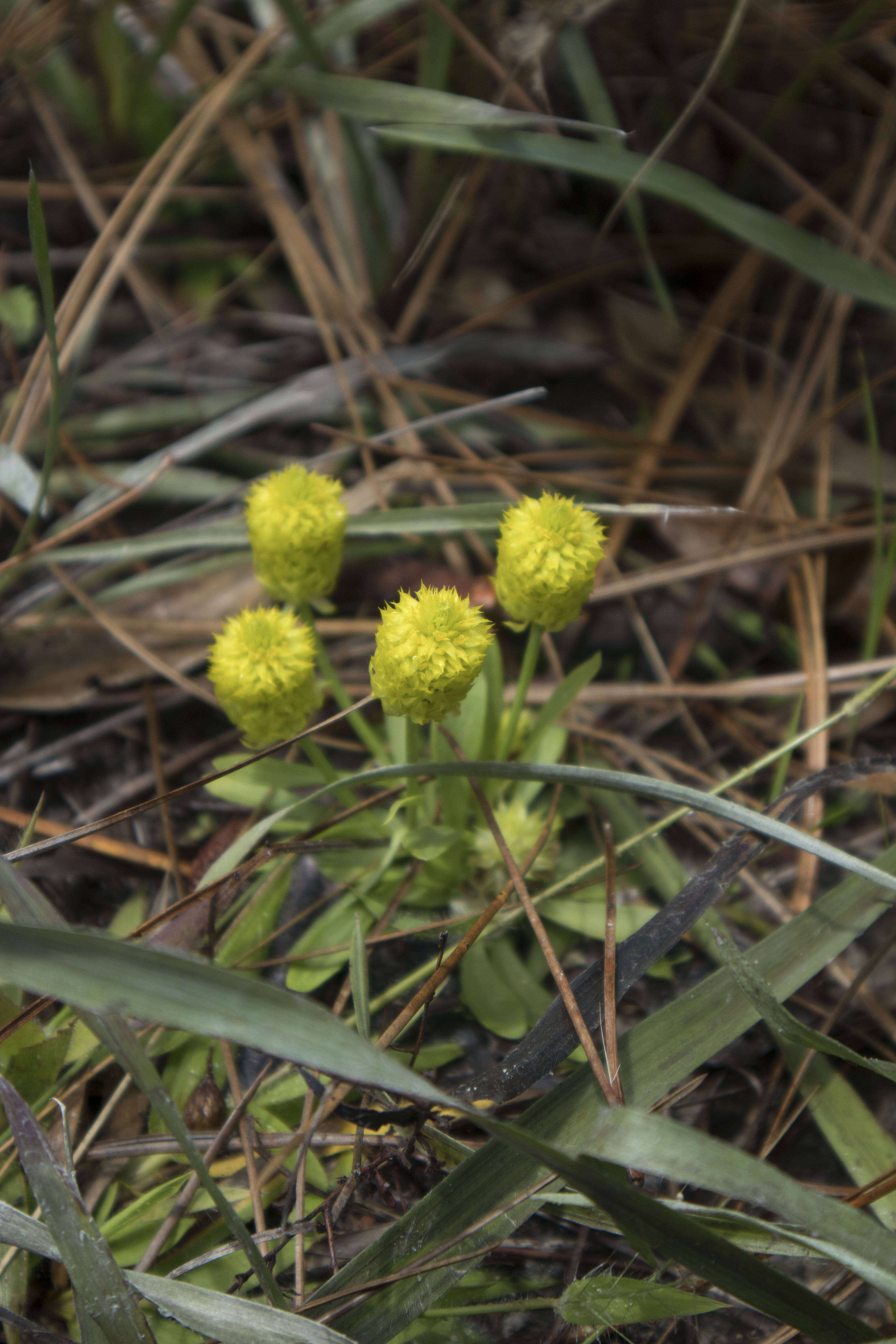 Image of candyroot