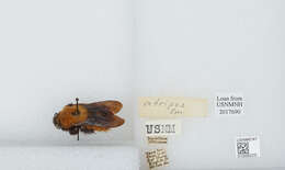 Image of Bombus atripes Smith 1852