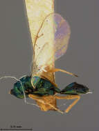 Image of Collentis latipennis (Ashmead 1890)