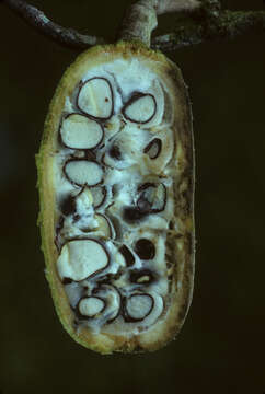 Image of Tontelea cylindrocarpa (A. C. Sm.) A. C. Sm.