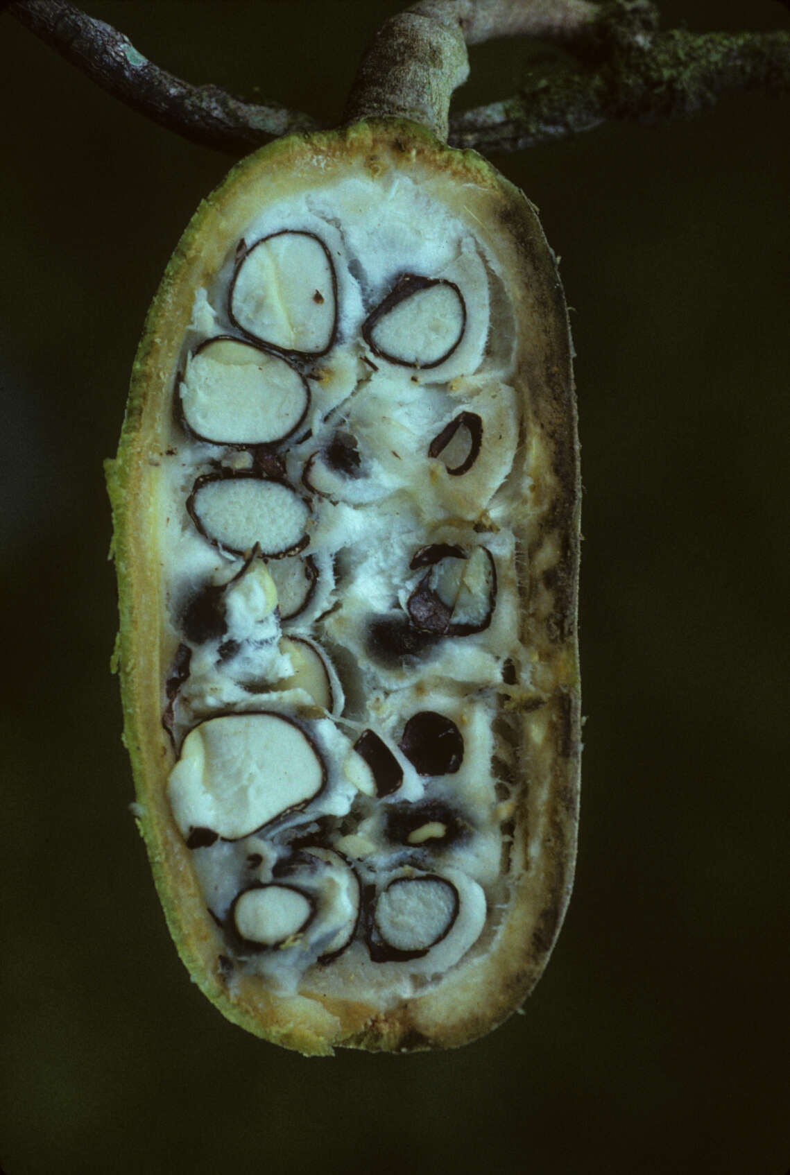 Tontelea cylindrocarpa (A. C. Sm.) A. C. Sm.的圖片