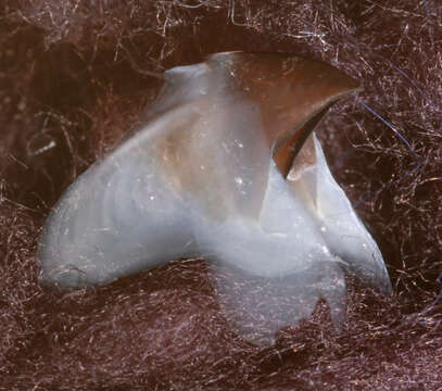 Image of Bonpland's squid