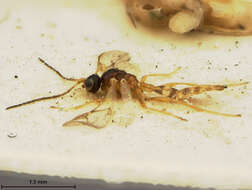 Image of Parasitoid wasp