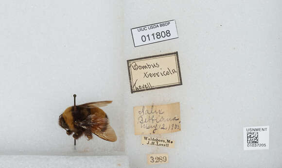 Image of Yellow-banded Bumblebee