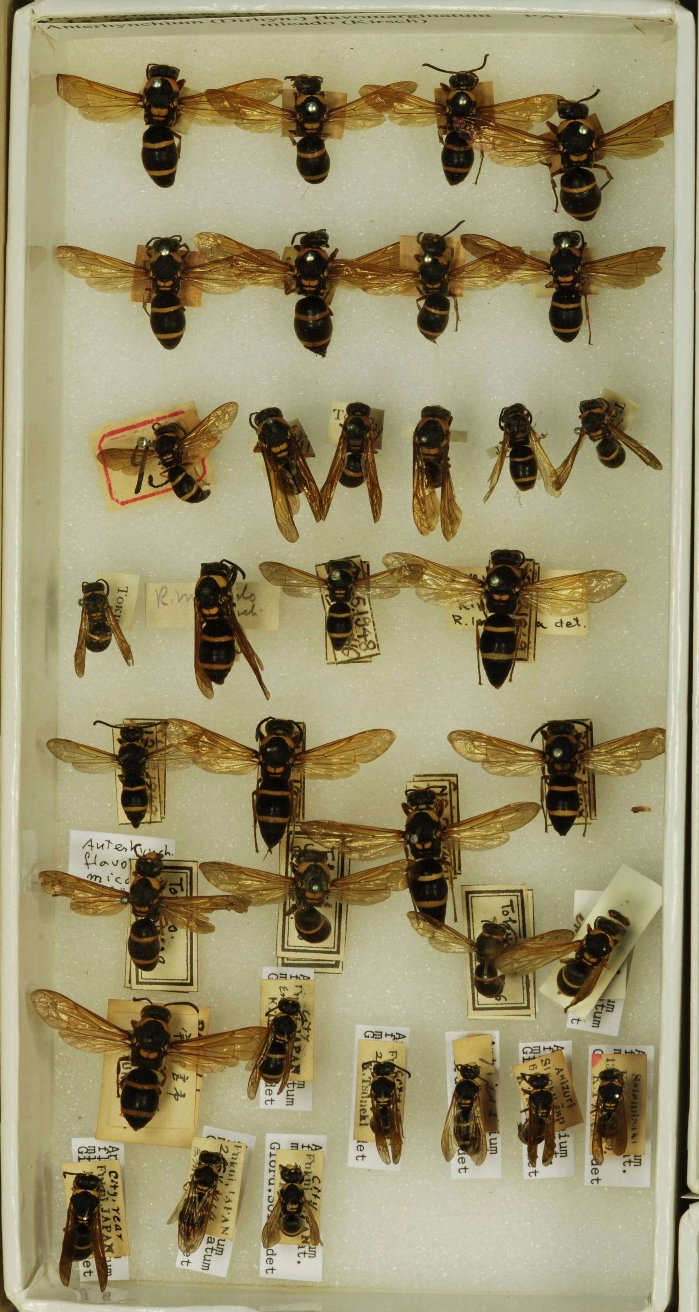 Anterhynchium flavomarginatum micado (Kirsch 1878)的圖片