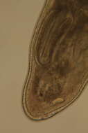 Image of Rhabdocoela