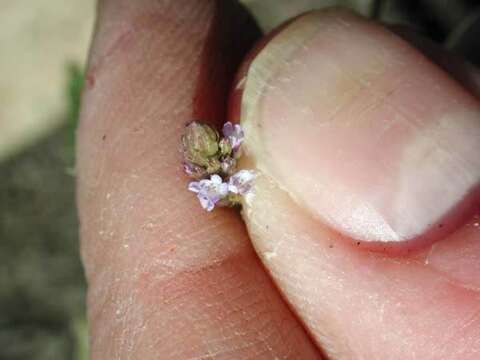 Image of seashore vervain