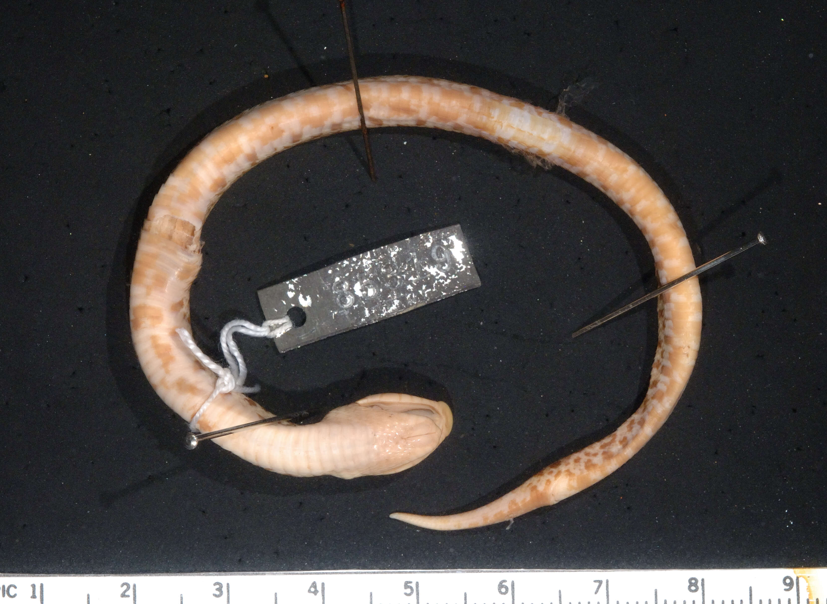 Image of Southern Hog-nosed Snake