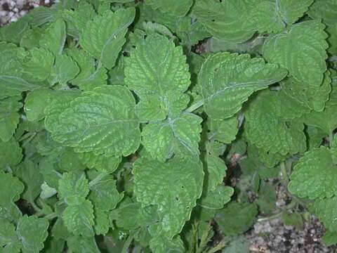 Image de Plectranthus parviflorus Willd.