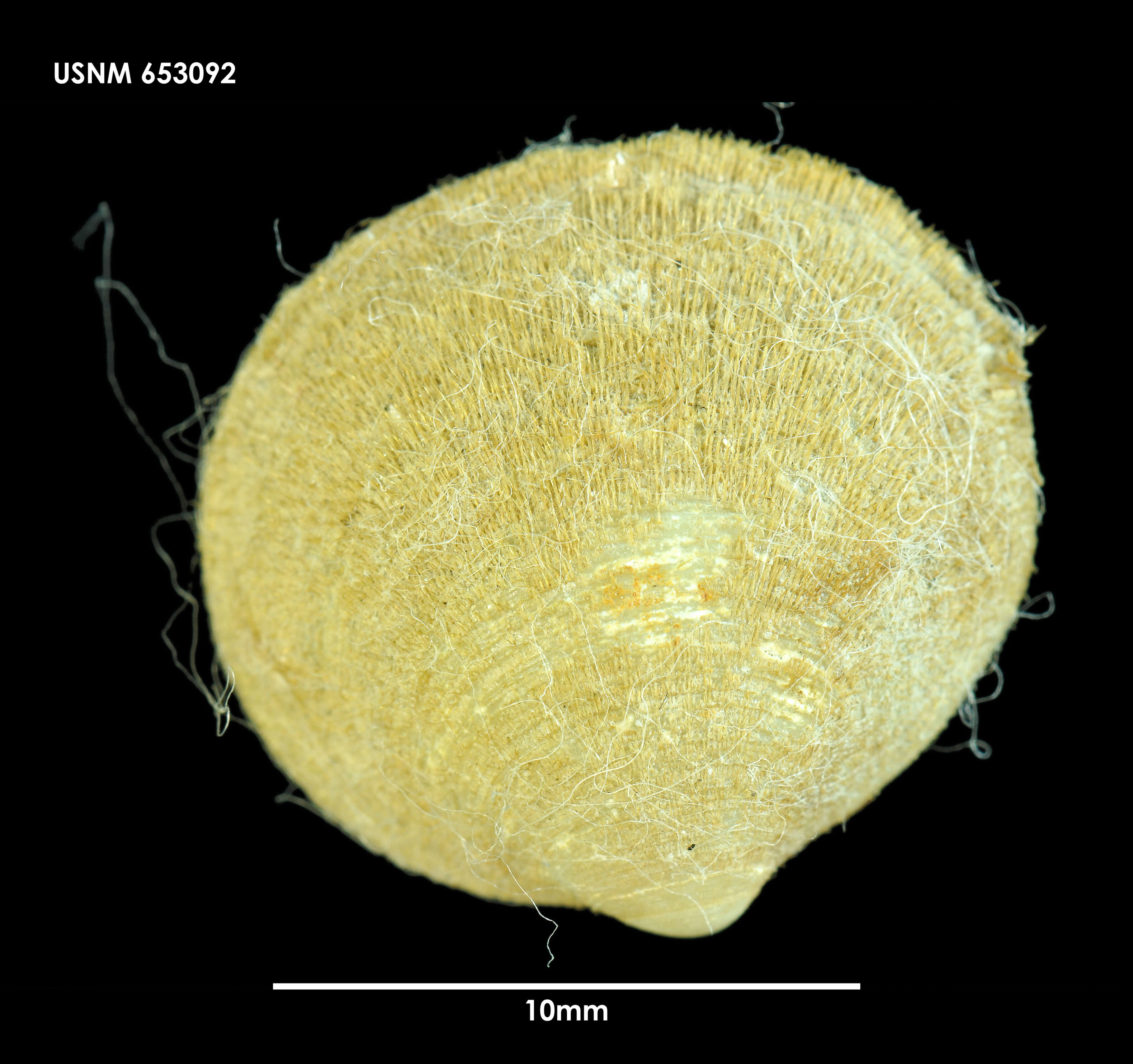 Image of Limopsis lilliei E. A. Smith 1915