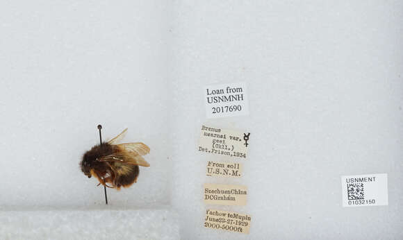 Image of Bombus flavescens Smith 1852