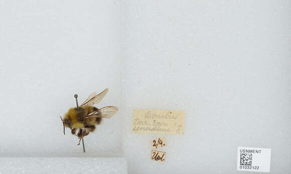 Image of Bombus sporadicus Nylander 1848