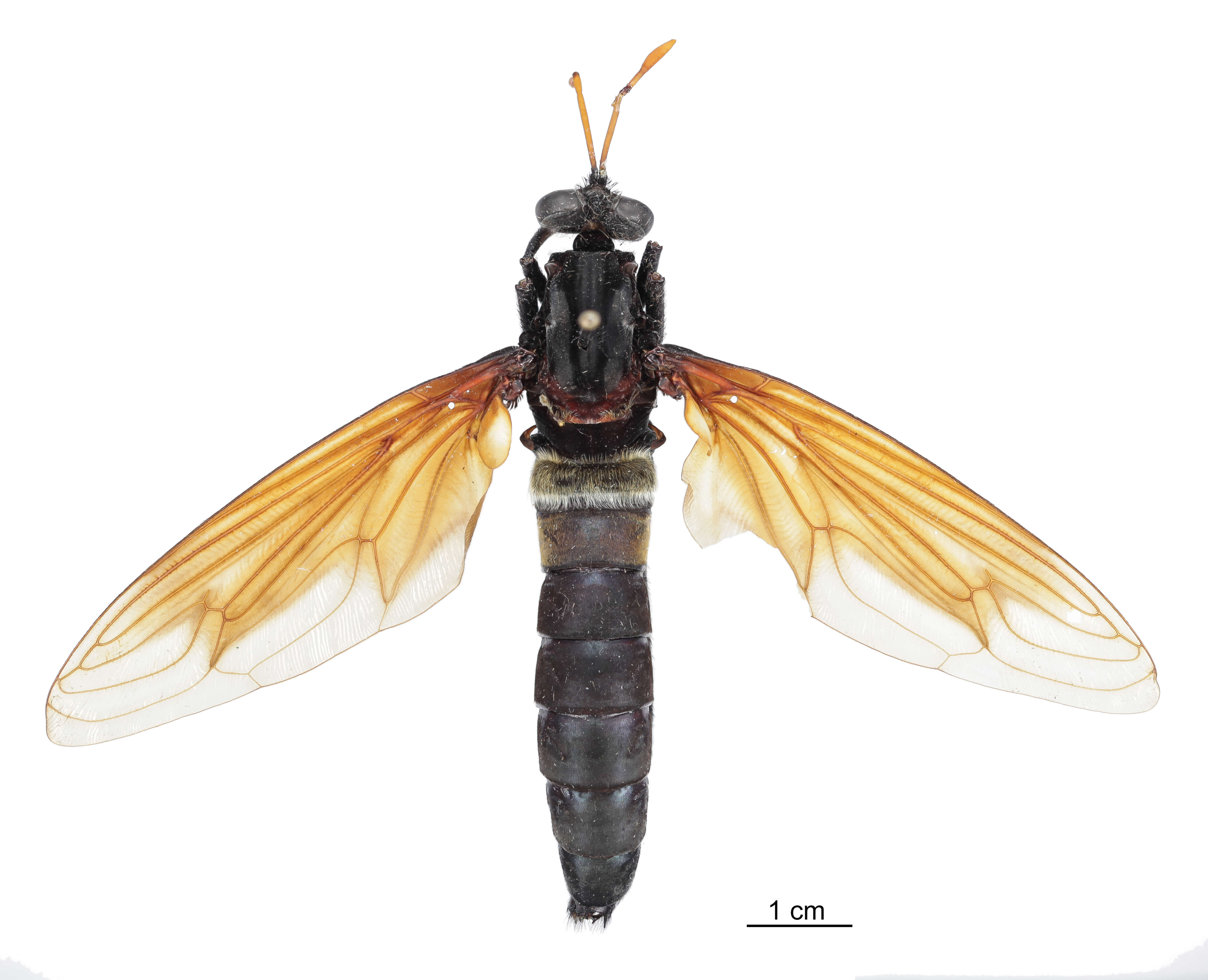 Image of Gauromydas mystaceus (Wiedemann 1830)
