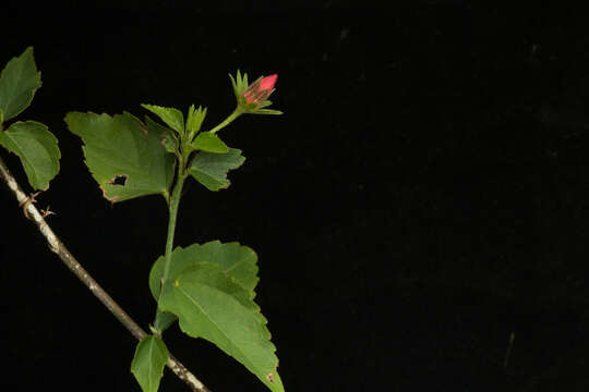 Image of Hibiscus peripteroides P. A. Fryxell