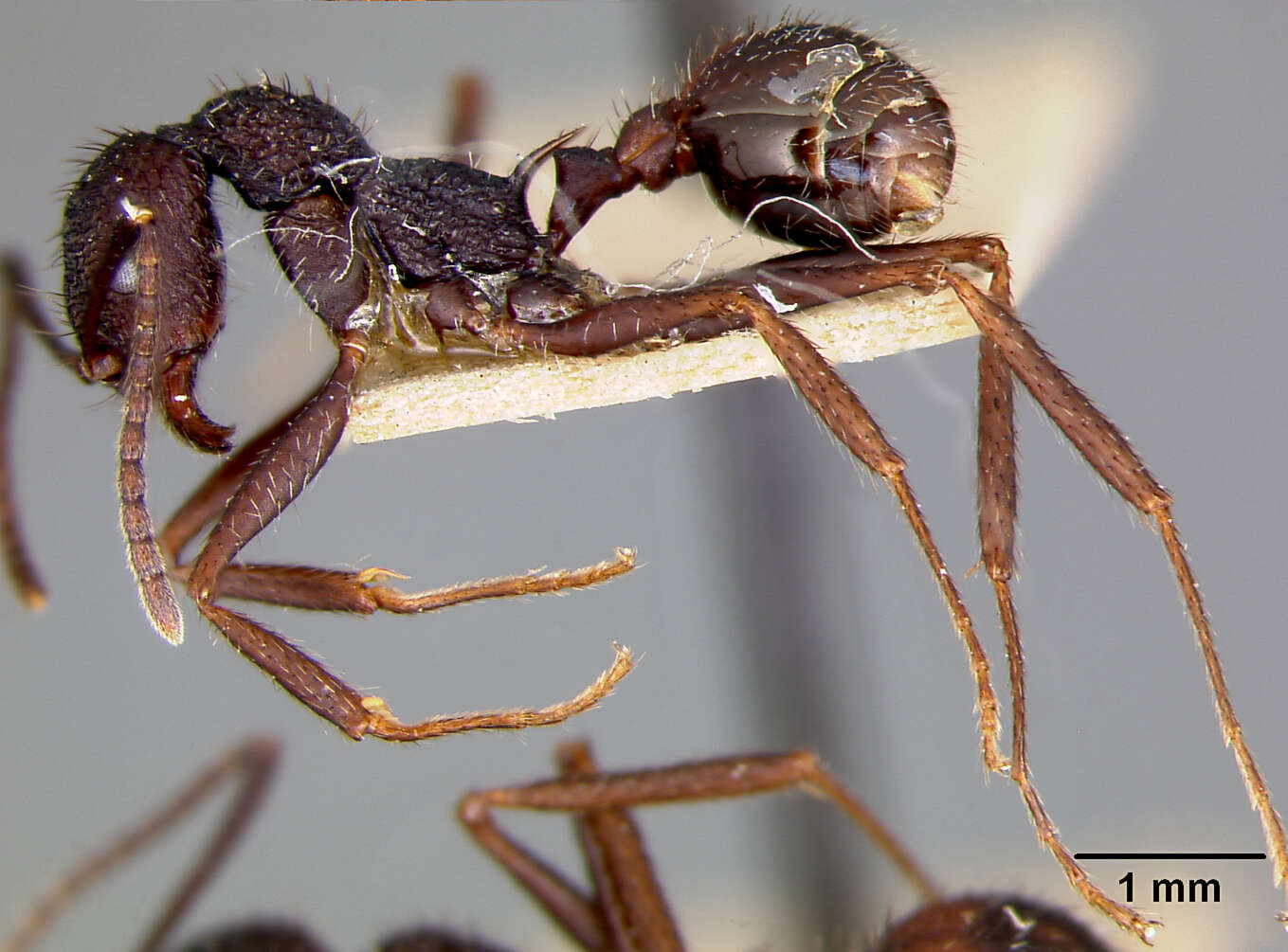 Image of Aphaenogaster relicta Wheeler & Mann 1914