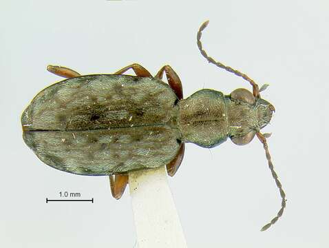 Image of Asaphidion alaskanum Wickham 1919