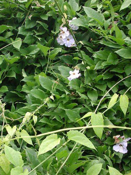 Image of Bengal clock vine