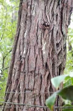 Imagem de Eucalyptus robusta Sm.