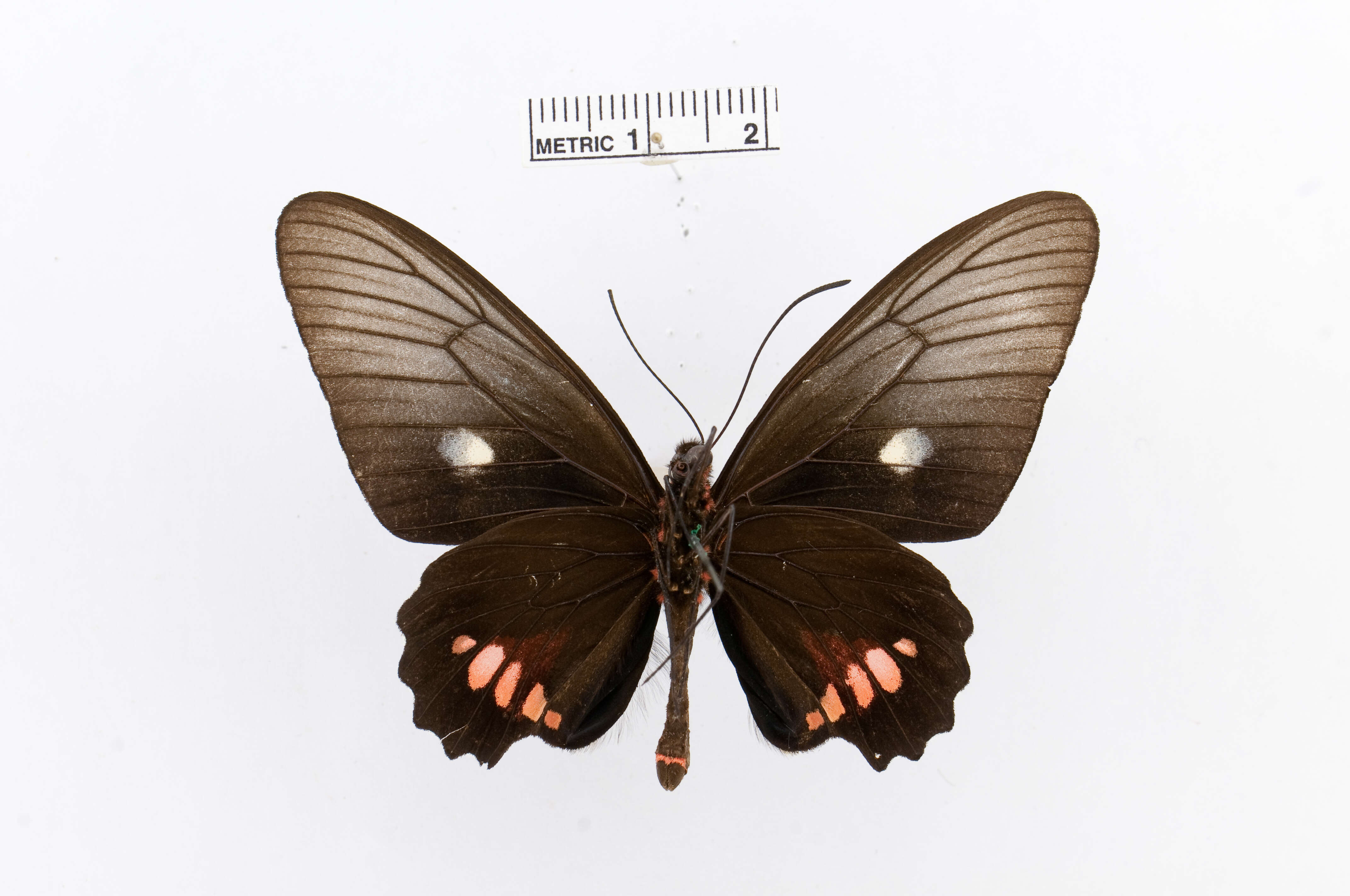 Image of Parides vertumnus (Cramer (1779))