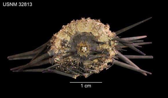 Image of Burrowing urchin