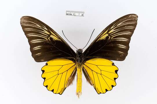 Image of Golden Birdwing