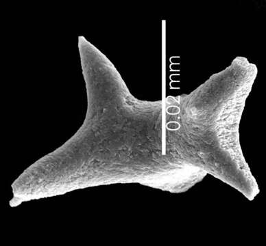 Image of Pleurocorallium niveum (Bayer 1956)