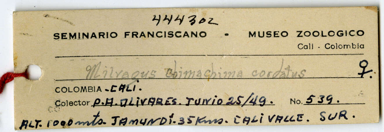 Image of Milvago chimachima cordata Bangs, Penard & TE 1918