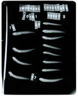 Image of Omobranchus loxozonus (Jordan & Starks 1906)