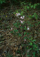 صورة Rhododendron prinophyllum (Small) Millais