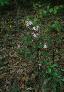 Image de Rhododendron prinophyllum (Small) Millais